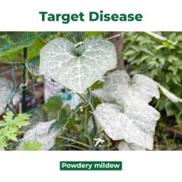 SML LIQUIFLO Sulphur 55.16% SC Fungicide is Contanct Fungicide, Used for the Control of Powdery Mildew of Grape In Crops 3