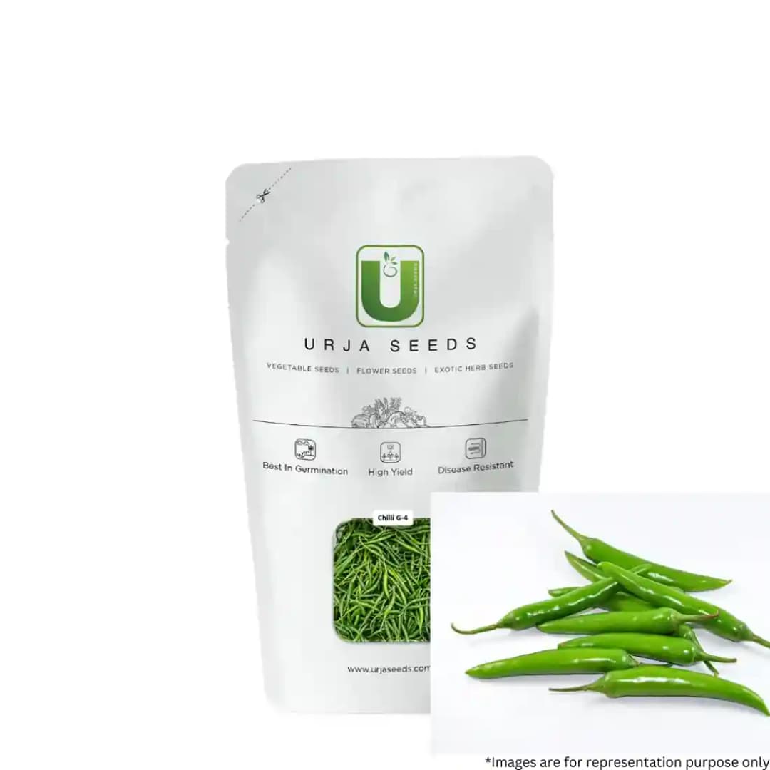 Urja G4 Chilli Seeds, Bright Red In Maturity, Long Wrinkled Fruits and Pungent In Taste