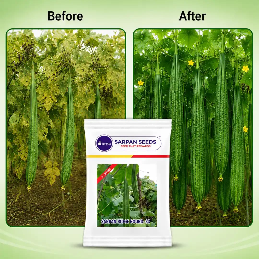 Sarpan Ridge Gourd-33 Seeds - (Turai Seeds) Hybrid Seeds, Early and Very High Yielding Variety - Image 2