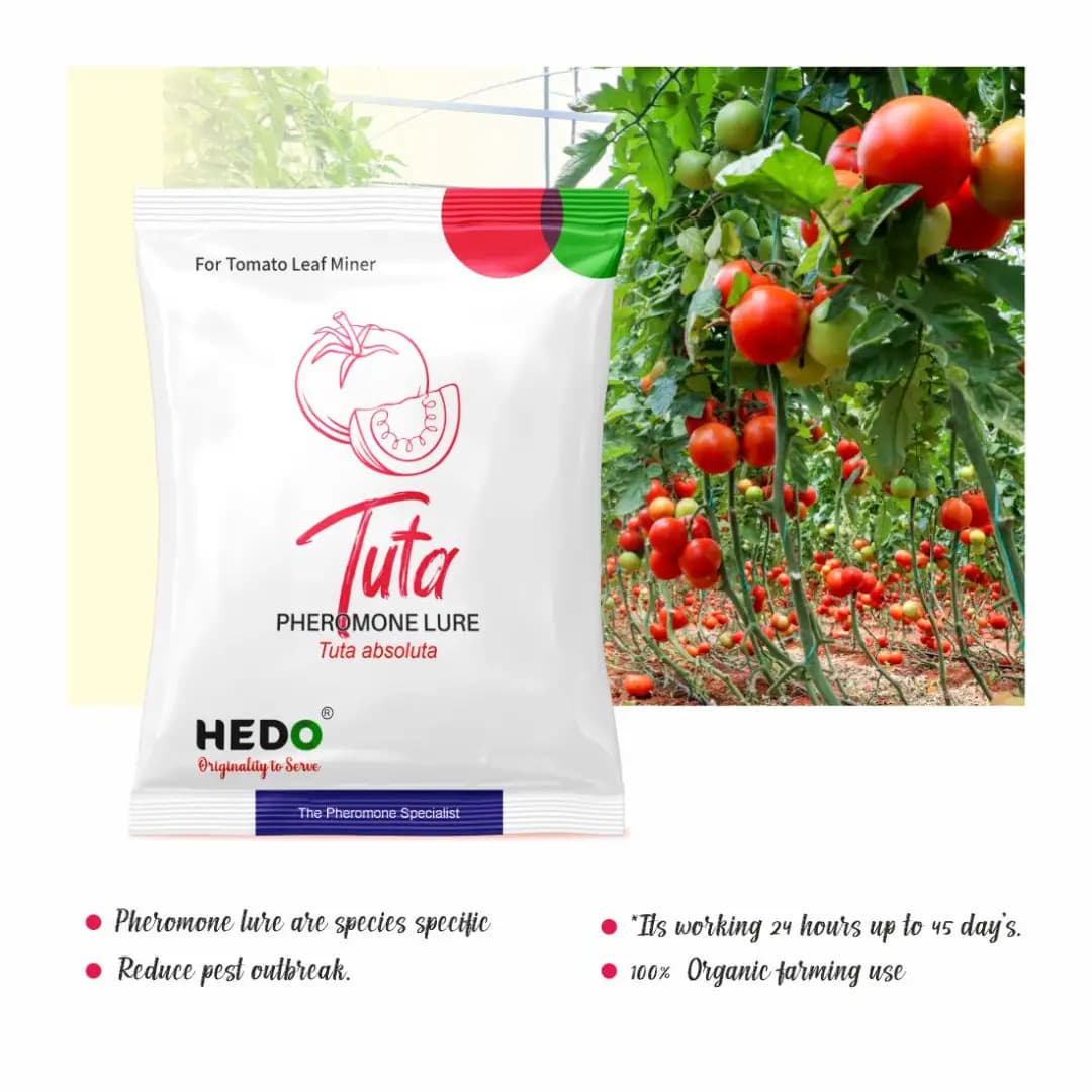 HEDO Tuta Pheromone Lure With Delta Trap (Tuta Absoluta) To Control Leaf Miner In Tomato, Cherry Tomato And Potato - Image 2
