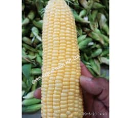 Iris Hybrid Vegetable Seeds F1 Hybrid Sweet Corn Honey Max, Best In Taste. 1