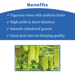 Farmson FB Vamgold Plus F1 Hybrid Bottle Gourd Seeds, Light Green In Color 4