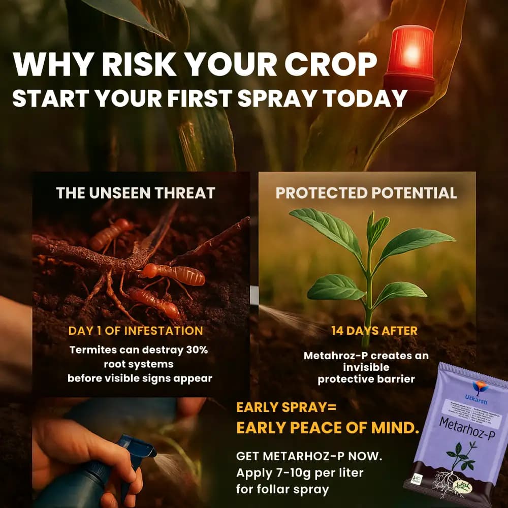 Utkarsh Metarhoz-P (Metarhizium Anisopliae 1% W.P.) Bio Pesticide, Controls Effective Pests and Improves Soil & Crop Health - Image 6