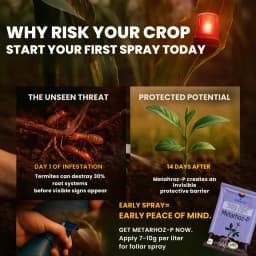 Utkarsh Metarhoz-P (Metarhizium Anisopliae 1% W.P.) Bio Pesticide, Controls Effective Pests and Improves Soil & Crop Health 6