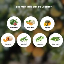 Chipku Pheromone Ecomax Trap With Melon Fly Lure (Bactrocera Cucurbitae) Feeding By The Larvae. For Gourds, Pumpkin, Tomato, Water Melon, Zucchini 7
