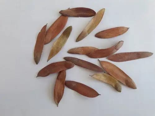 Hardwickia binata Seeds Natural Anjan Tree Seeds. Deciduous ornamental tree. - Image 2