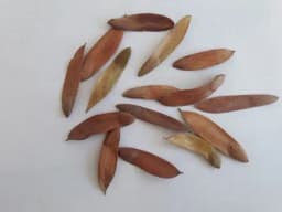 Hardwickia binata Seeds Natural Anjan Tree Seeds. Deciduous ornamental tree. 1