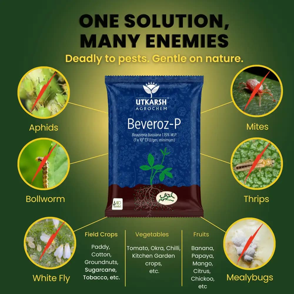 Utkarsh Beveroz-P (Beauveria Bassiana 1.15% W.P.) Bio Pesticides, It Provides Reliable Protection Against a Wide Range of Insect Pests - Image 9