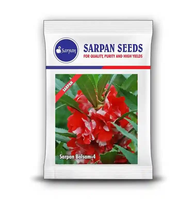 Sarpan Balsam-4, Dark Red And White Spray Type, Good for Bedding and Potting - Image 1