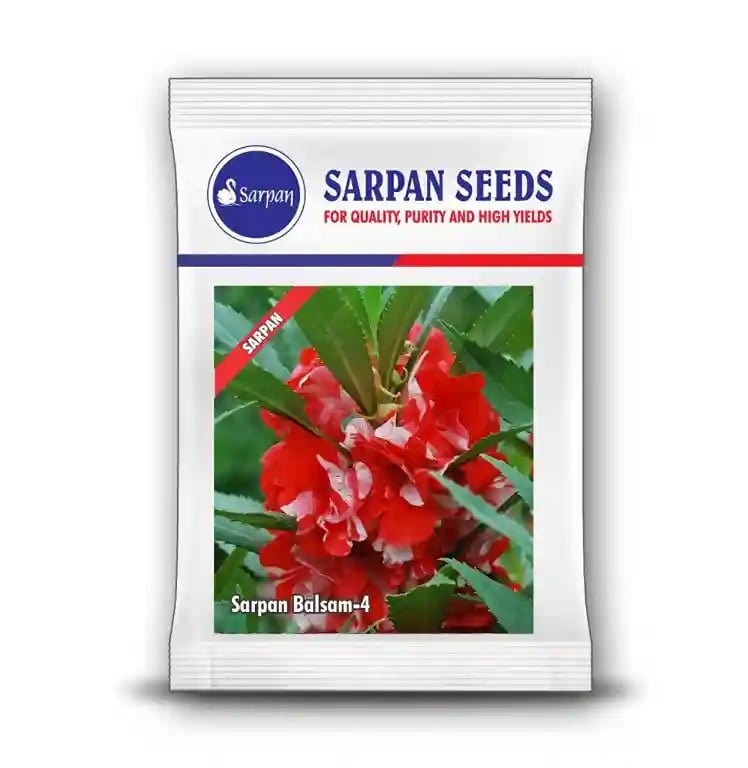 Sarpan Balsam-4, Dark Red And White Spray Type, Good for Bedding and Potting