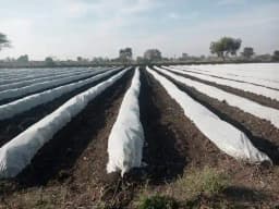 Siddhi Crop Cover Protection Cover Non-Woven Fabric Plant Cover, Improves Fruit Quality. 2