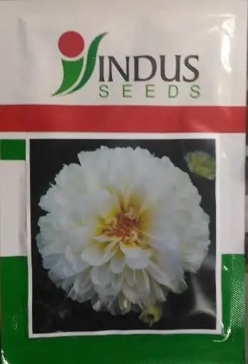 Indus Bijilee Shubhra Seeds, Bijilee Fool Ke Beej, Bijilee Seeds, Very Good Quality. - Image 1
