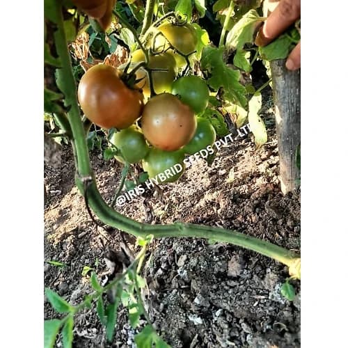 Iris Nancy F1 Hybrid Tomato Seeds, Flat Round, High Yield, TYLCV And Bacterial Wilt Tolerant - Image 5