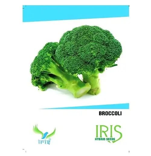 Iris Hybrid Broccoli (15 SEEDS) Vegetable Seeds With Excellent Germination, For All Seasons