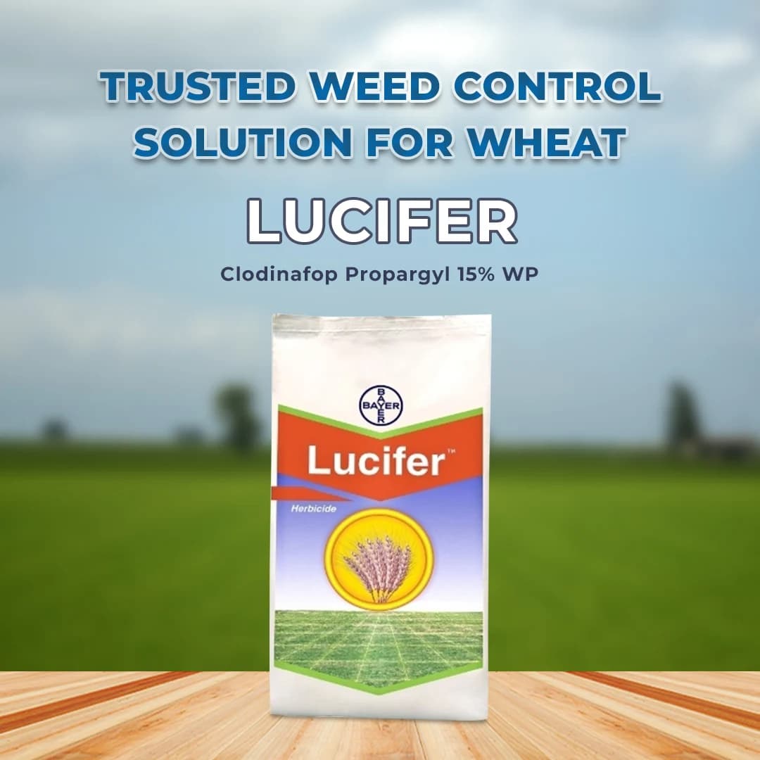 Bayer Lucifer Clodinafop Propargyl 15% WP, Post Emergence Herbicide For Control In Most Of The Important Grass Weeds In Wheat - Image 2