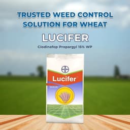 Bayer Lucifer Clodinafop Propargyl 15% WP, Post Emergence Herbicide For Control In Most Of The Important Grass Weeds In Wheat 2