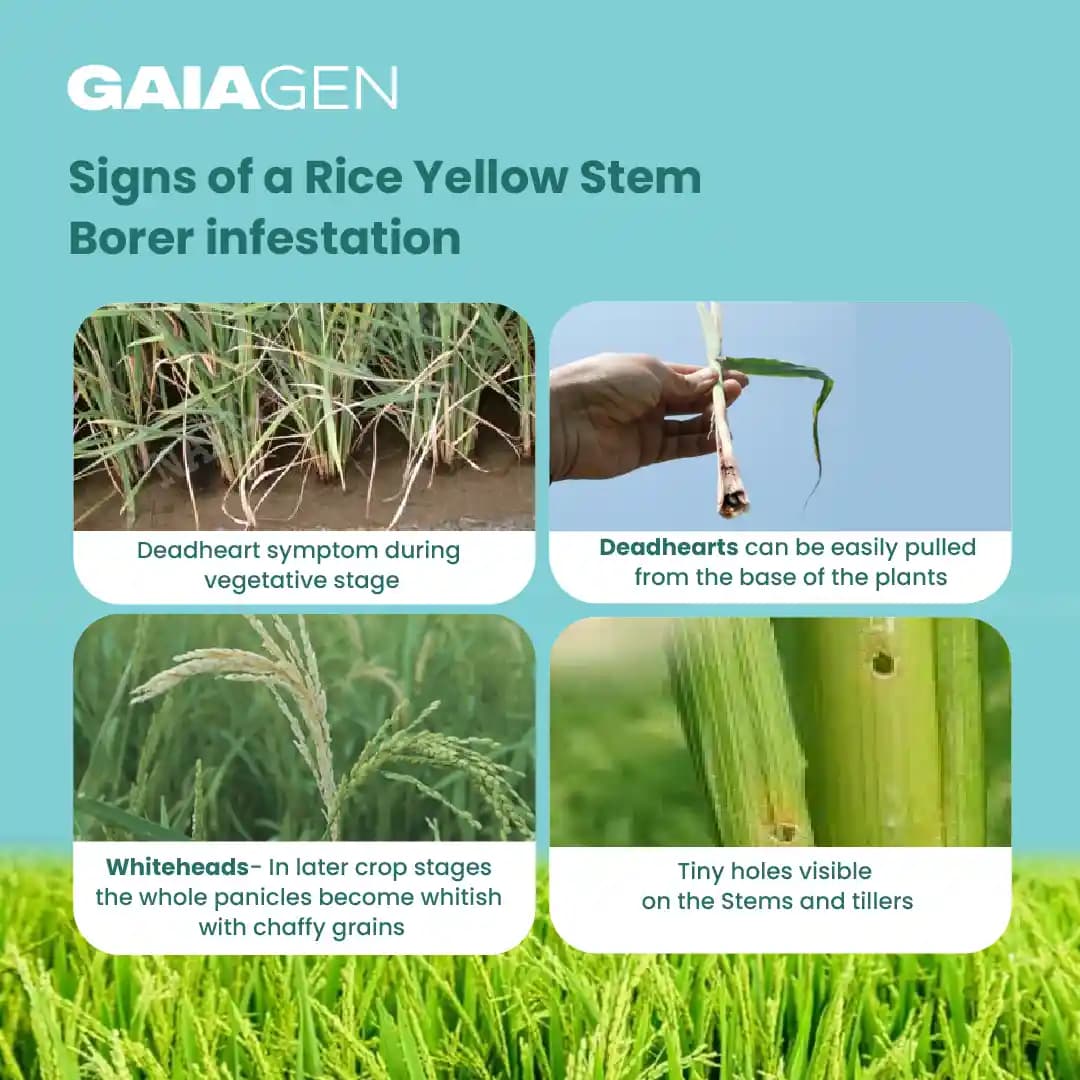 गाइएजेन चावल का पीला तना छेदक (स्किरपोफगा इंसर्टुलास) फेरोमोन ल्यूर और फनल कीट ट्रैप्स कॉम्बो, आईएमओ प्रमाणित - Image 3