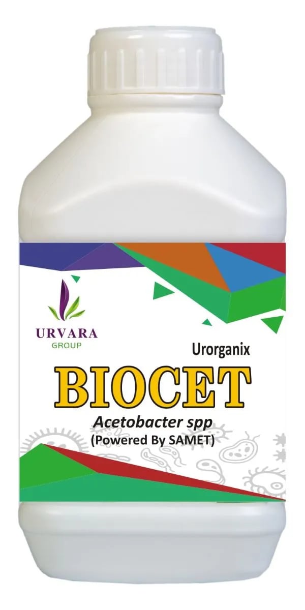 Biocet - Acetobacter Spp For Nitrogen Fixing Especially Useful In Sugarcane Plantations for Excellent Growth Stimulation and Soil Health