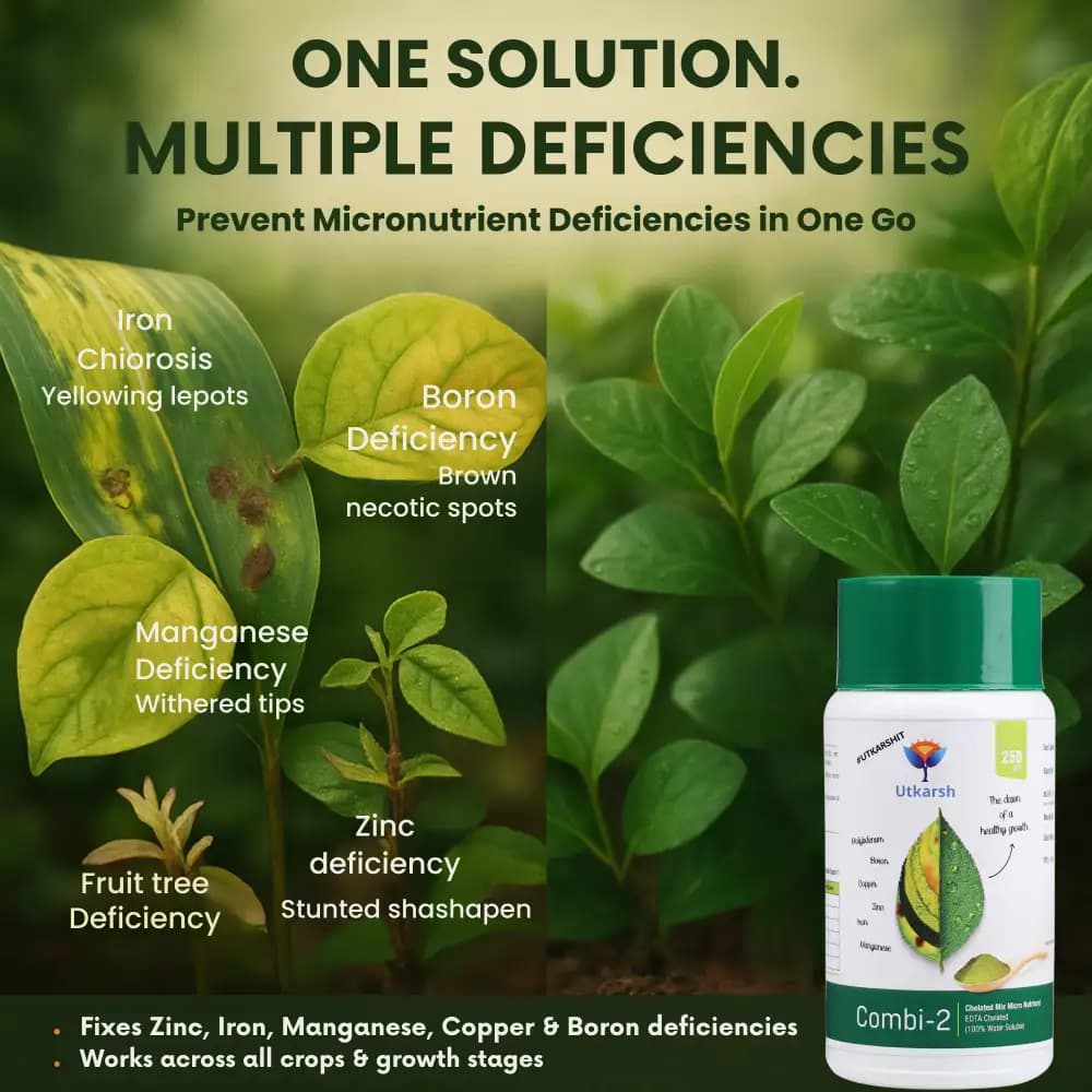 उत्कर्ष कॉम्बी-2 (EDTA चेलेटेड मिक्स माइक्रोन्यूट्रिएंट), जिंक, आयरन, मैंगनीज, कॉपर, बोरोन और मोलिब्डेनम जैसे आवश्यक सूक्ष्म पोषक तत्व प्रदान करता है। - Image 3