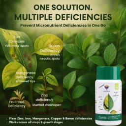 उत्कर्ष कॉम्बी-2 (EDTA चेलेटेड मिक्स माइक्रोन्यूट्रिएंट), जिंक, आयरन, मैंगनीज, कॉपर, बोरोन और मोलिब्डेनम जैसे आवश्यक सूक्ष्म पोषक तत्व प्रदान करता है। 3