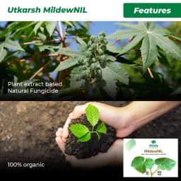 Utkarsh MildewNIL Plant Extract Based Natural Fungicide For Powdery And Downy Mildew 4