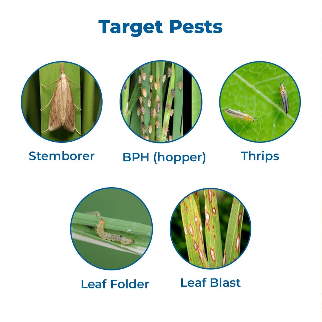 Gharda Joker Pyraclostrobin 10% + Fipronil 5% SC, Target Insect Pests In Chili and Rice - Image 3