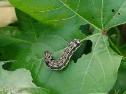 Funnel Trap with Spodo O Lure (Spodoptera Litura Pheromone) For Tobacco, Cotton, Red gram, Tomato and Chilli. 5