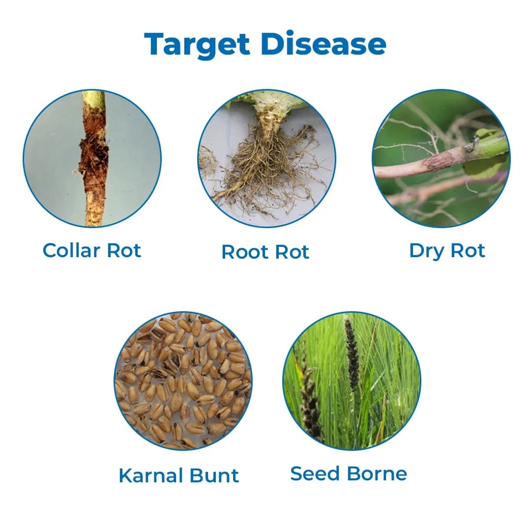 डॉ. बैक्टो का डर्मस (ट्रिचोडर्मा विरिडे), मिट्टी में उपयोग, बीज उपचार, और पत्ते पर छिड़काव के लिए। - Image 3