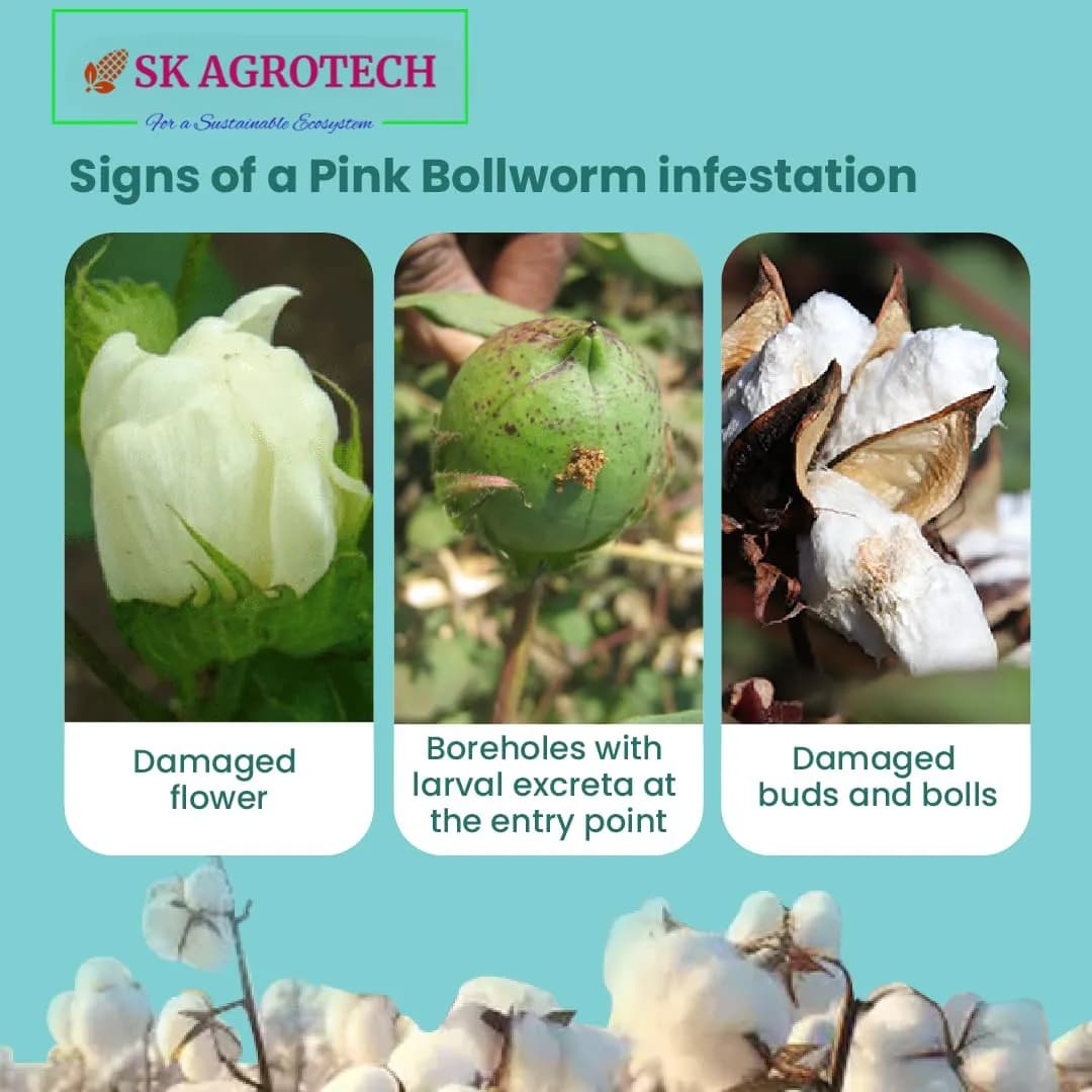SK Agrotech Pectinophora Gossypiella Pheromone Trap With Lure - Effective Solution For Cotton - Image 8