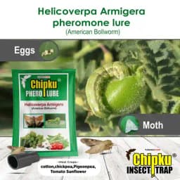 Chipku Pheromone Trap Funnel With Helicoverpa Armigera Lure To Catch Insect Moth of Green Leaf Eating Caterpillar. Useful in Cotton, Tomato & Others 4