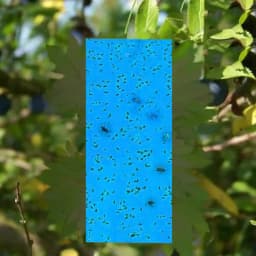 Katyayani Blue Sticky Traps, Effective Solution For Controlling Flying Pests (30 cm x 12 cm) 2