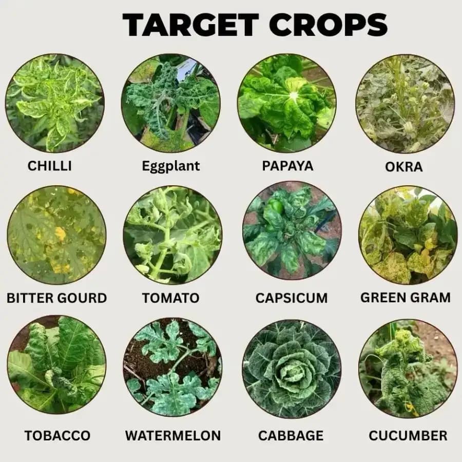 VC-100 Aceta Combo Green for 200 Ltr Spray (1Kg Green VC-100 + 200g Aceta Pro + 200g Double Engine) Effective For Virus And Pest Control - Image 5