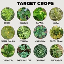 VC-100 Combo Pack (VC-100 1 Kg + Aceta Pro 200 Gm + Double Engine 250 Gm) Effective For Virus And Pest Control 5