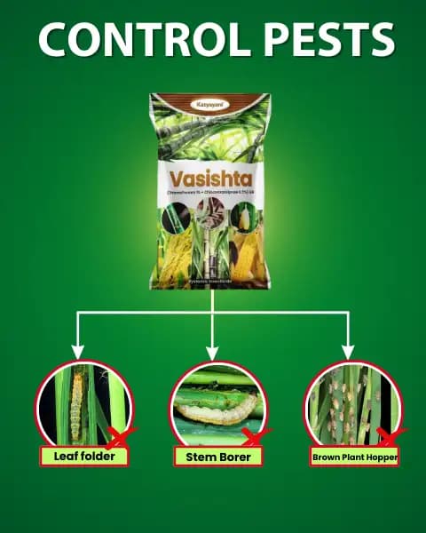 Katyayani Vasishta Thiamethoxam 1% + Chlorantraniliprole 0.5% GR, Advanced Chemical Insecticide Granules For Effective Pest Management - Image 4