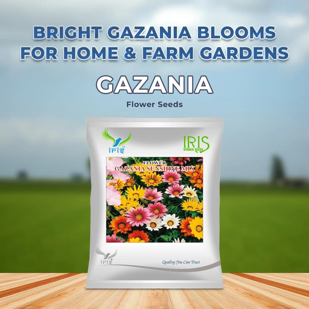 Iris Gazania Sunshine Mix Hybrid OP Flower Seeds, Mix Flower Colour, Best For Outdoor Garden - Image 2
