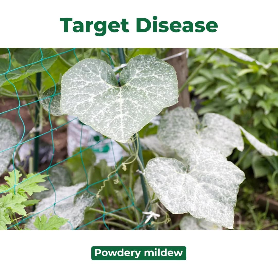 Dhanuka NISSODIUM Cyflufenamid 5% EW Fungicide, Provides Long Lasting Protection Against Powdery Mildew In Crop - Image 3