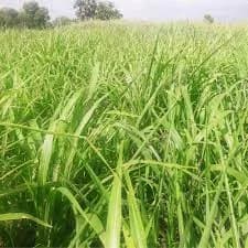 एसके ऑर्गेनिक पंजाबी मल्टीकट घास के बीज, मवेशी चारे के लिए, एक साल में 8-9 बार कटाई वाली मल्टीकट घास 2