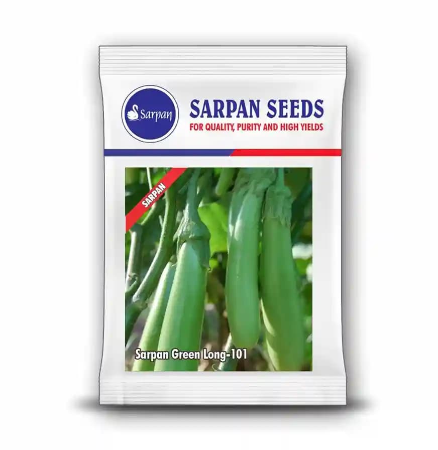 Sarpan Green Long-101 Brinjal Seeds, Green Long Fruit, Excellent Germination