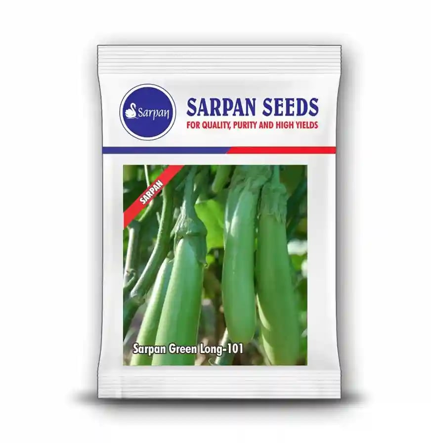 Sarpan Green Long-101 Brinjal Seeds - (Eggplant Seeds) Green Long Fruit, Excellent Germination