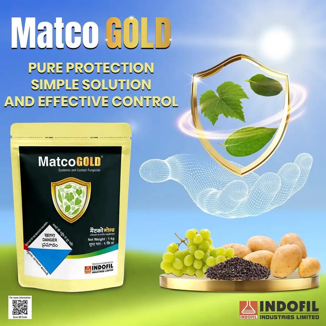 Indofill Matco Gold Metalaxyl-M 4% + Mancozeb 64% WP Fungicide, Effective For Downy Mildew And Late Blight - Image 2