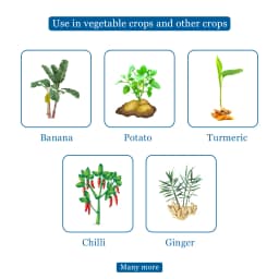 ROM Try Pae Mix (Bio Fungicide and Nematicide) Liquid Formulation Containing Trichoderma Viride and Paecilomyces Lilacinus In a 50:50 Proportion 4
