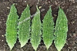 Iris Hybrid Vegetable Seeds, F1 Hybrid Bitter Gourd IHS-909, Attractive Green Color 1