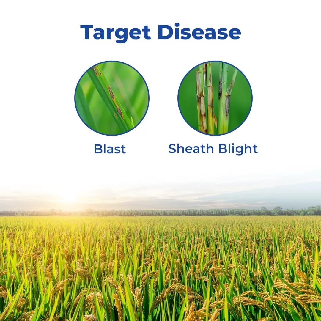 IIL Izuki Thifluzamide 26% + Kasugamycin 6% SC Fungicide, Advanced Disease Control For Paddy - Image 3