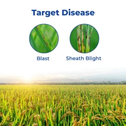 IIL Izuki Thifluzamide 26% + Kasugamycin 6% SC Fungicide, Advanced Disease Control For Paddy 3
