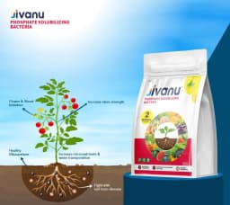 Jivanu Phosphate Solubilizing Bacteria Bio Fertilizers, Increase Stem Strength 2