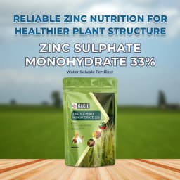 GACIL Zinc Sulphate Monohydrate 33% Water-Soluble Micronutrient Fertilizer, Zinc Deficiency Correction For All Crops 2