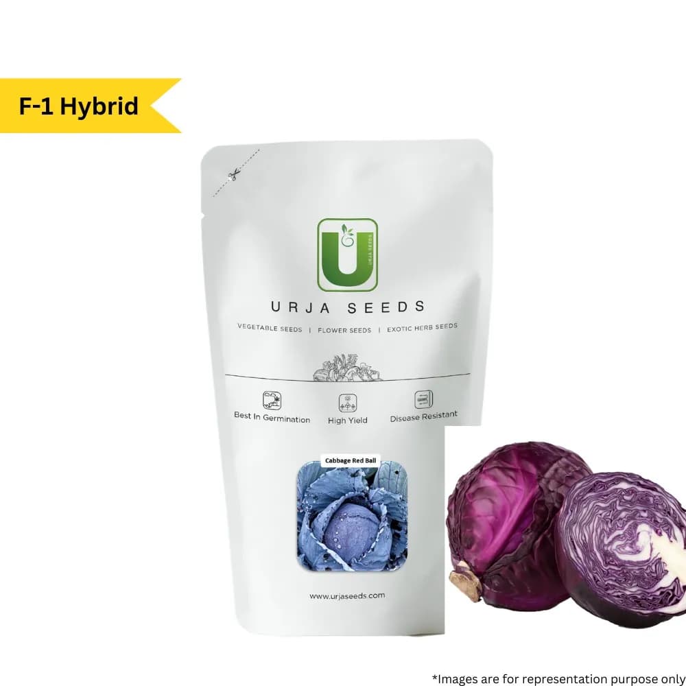 Urja F1 Hybrid Red Ball Red Cabbage Seeds, Round Headed Shiny Scarlet Red Color - Image 1