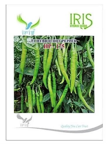 Iris Hybrid Vegetable Seeds F1 Hot Pepper (Chilli) HP-175, Mirchi Ke Beej, Suitable for Fresh and Drying Purpose - Image 2