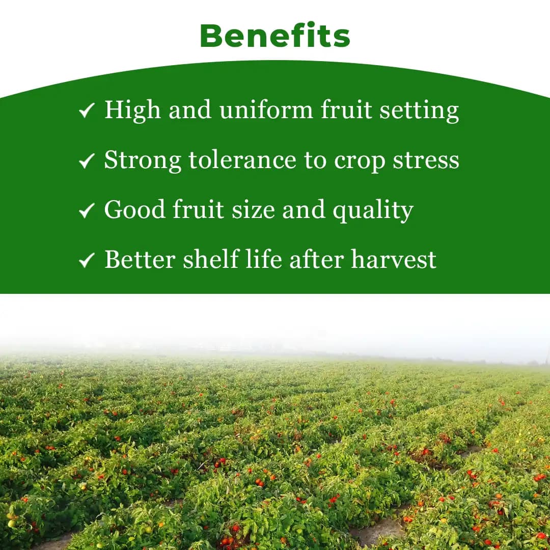 Seminis Ashutosh F1 Hybrid Tomato Seeds, Flat Round Firmness Shape, Firm Red Fruits, Early Hybrid - Image 4