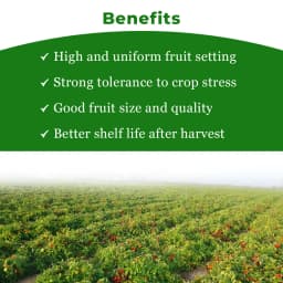 Seminis Ashutosh F1 Hybrid Tomato Seeds, Flat Round Firmness Shape, Firm Red Fruits, Early Hybrid 4